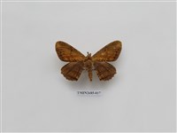 藏品(尺蛾230)的圖片